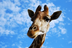 Hunting Giraffe Safari. Price $ 3800. Help us stop this madness!