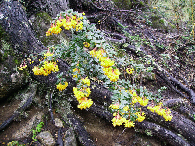 Berberis darwinii