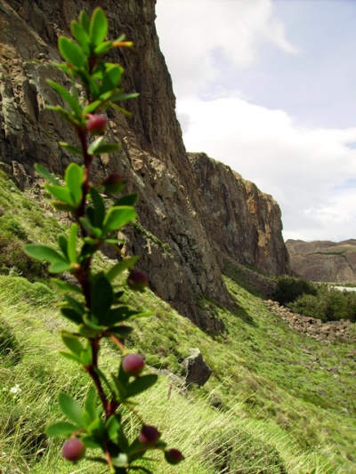 Berberis buxifolia