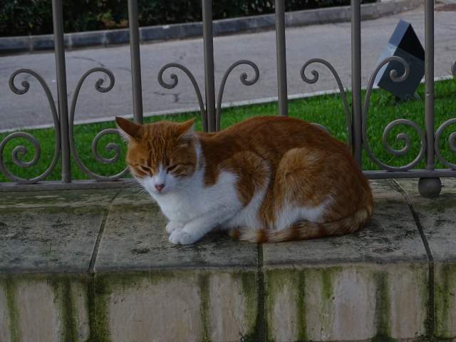 Malteese cat