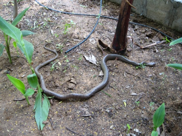 Rat snake,   . -.