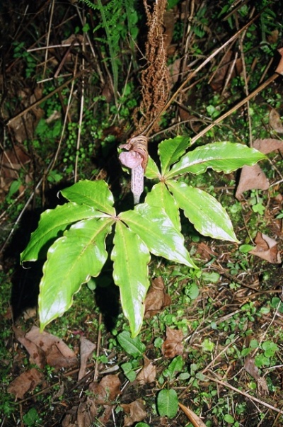 Arisaema nepenthiodes  (?)